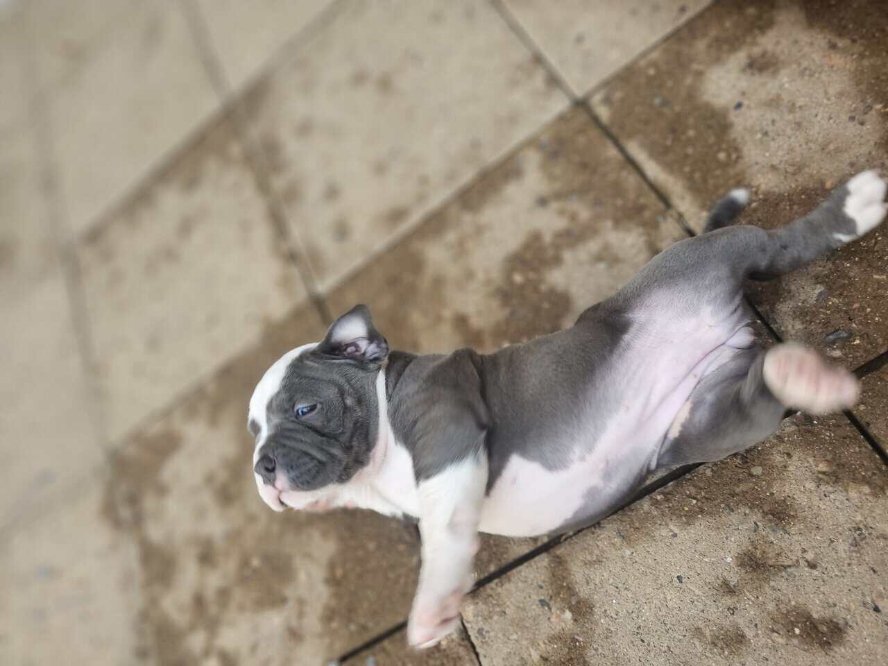 Tri merle French Bulldog/American bulldog image 9