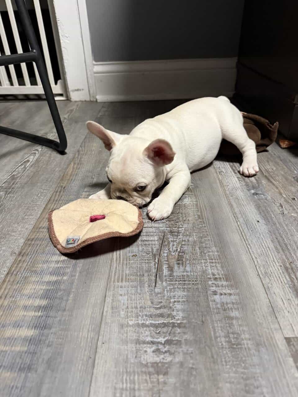 French bulldog puppies image 4