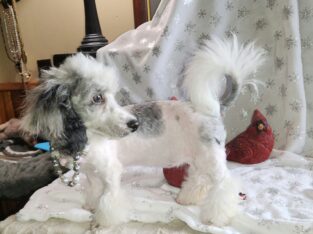 Michigan miniature/toy. poodle pups