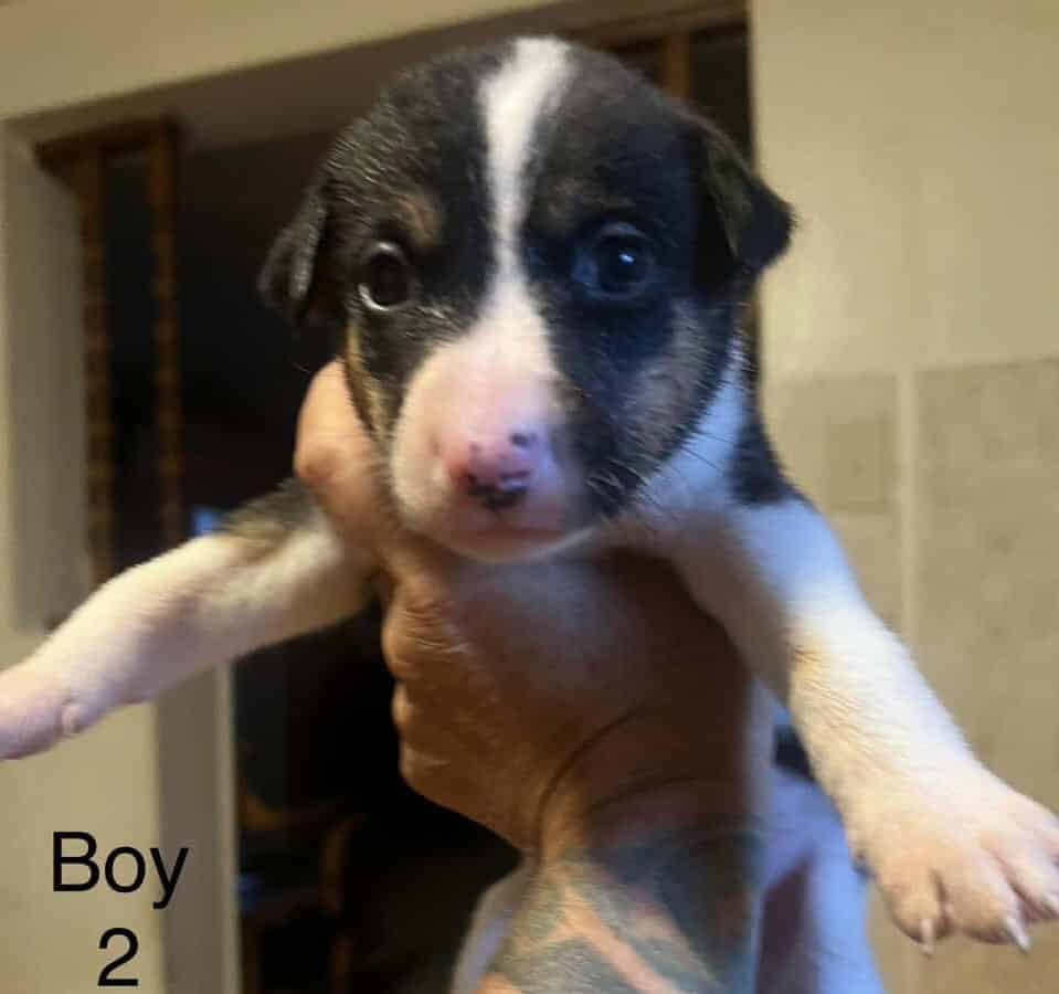 Ranch Pup -Boy 2 image 3