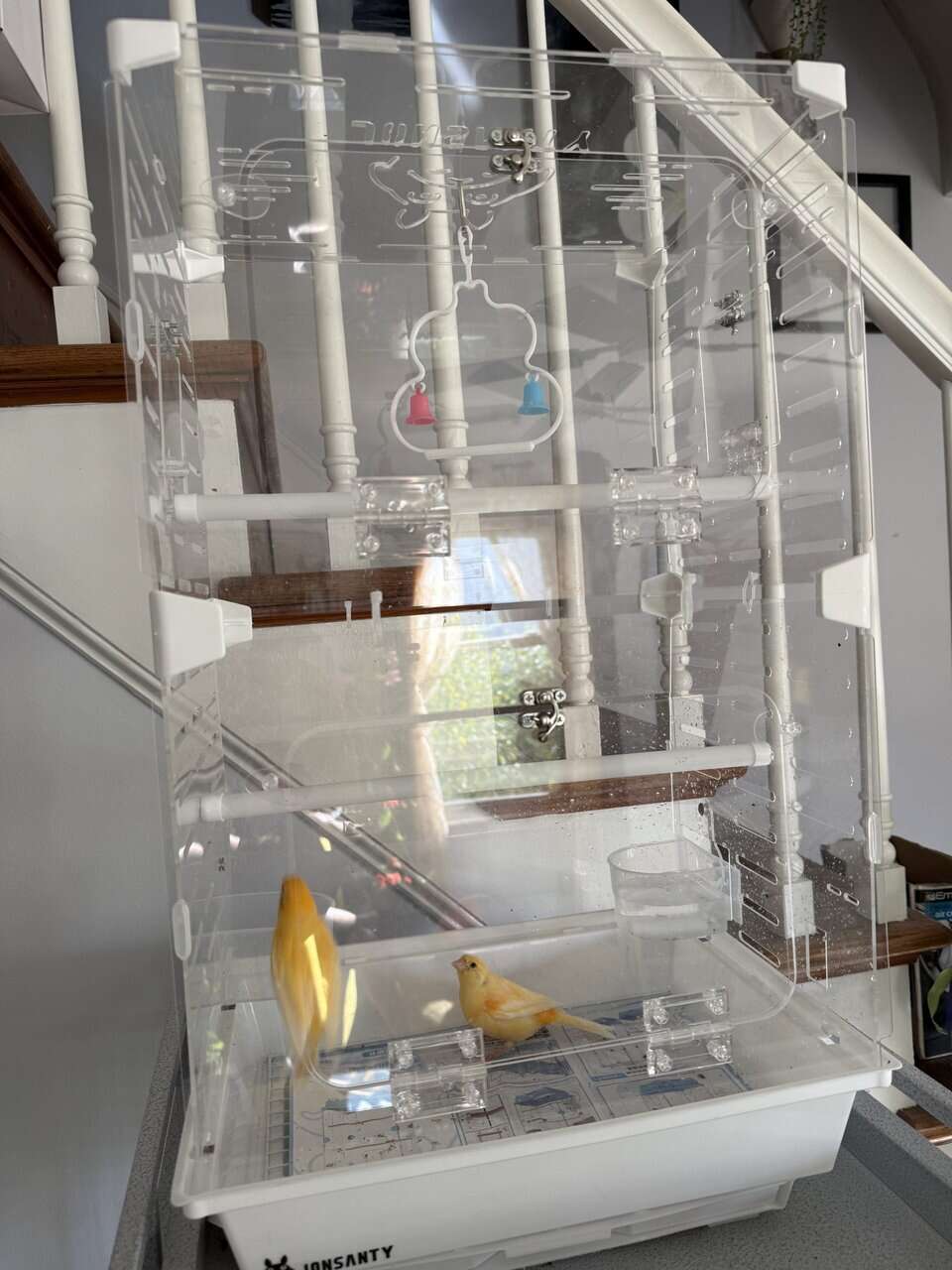 Canary pair image 4
