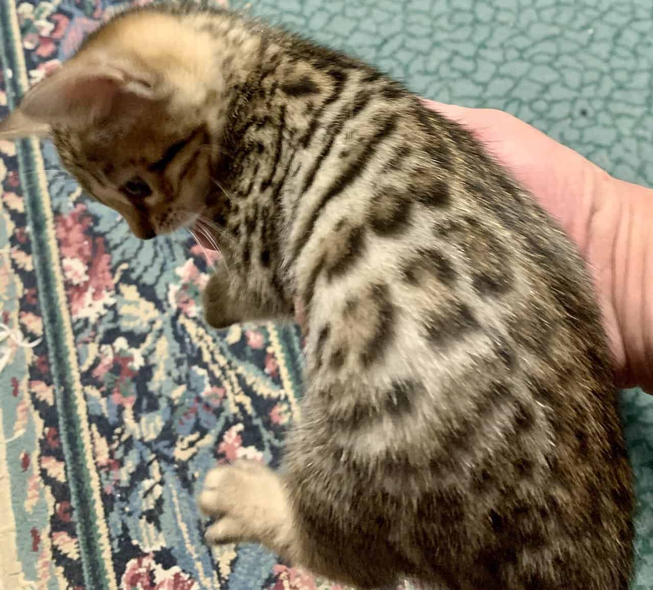 Bengal Kittens image 2