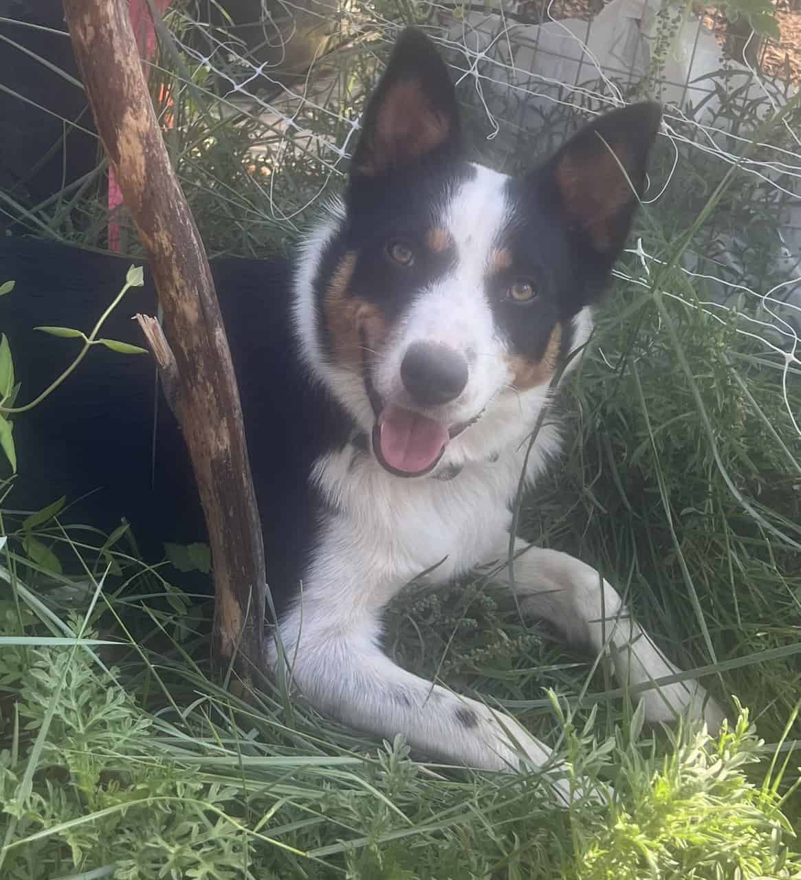 Ranch Pup-Girl 1 image 5