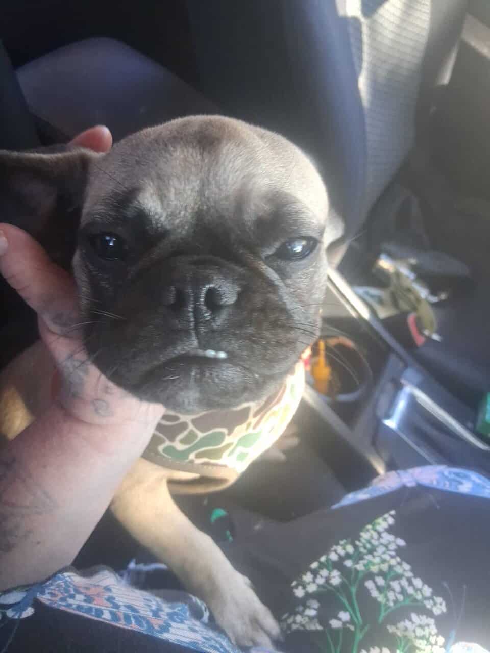 Pug puppy image 1