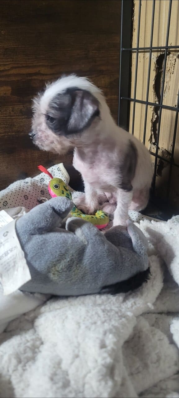 Crested malts image 2
