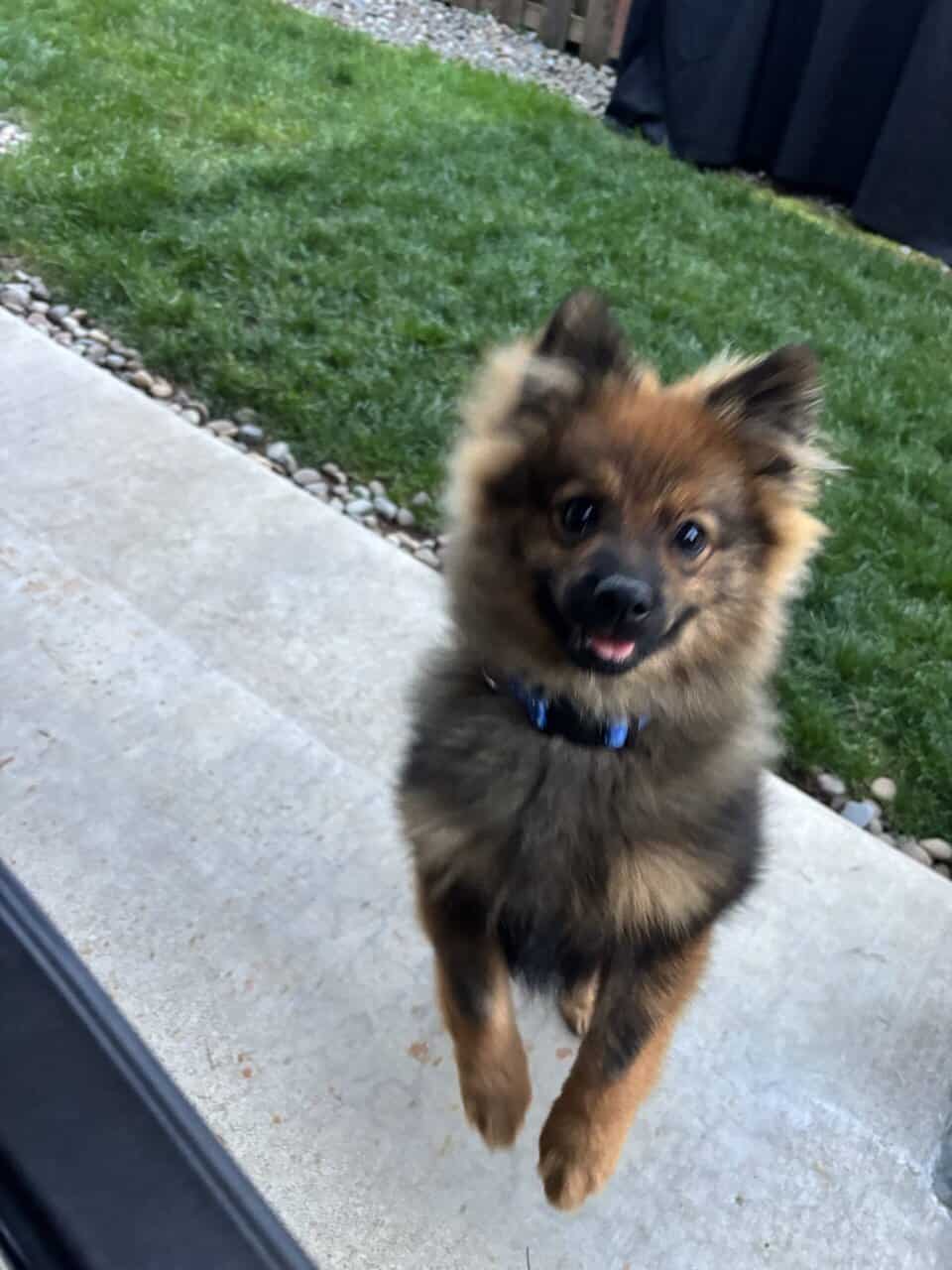 7 Month-old Pomeranian image 2