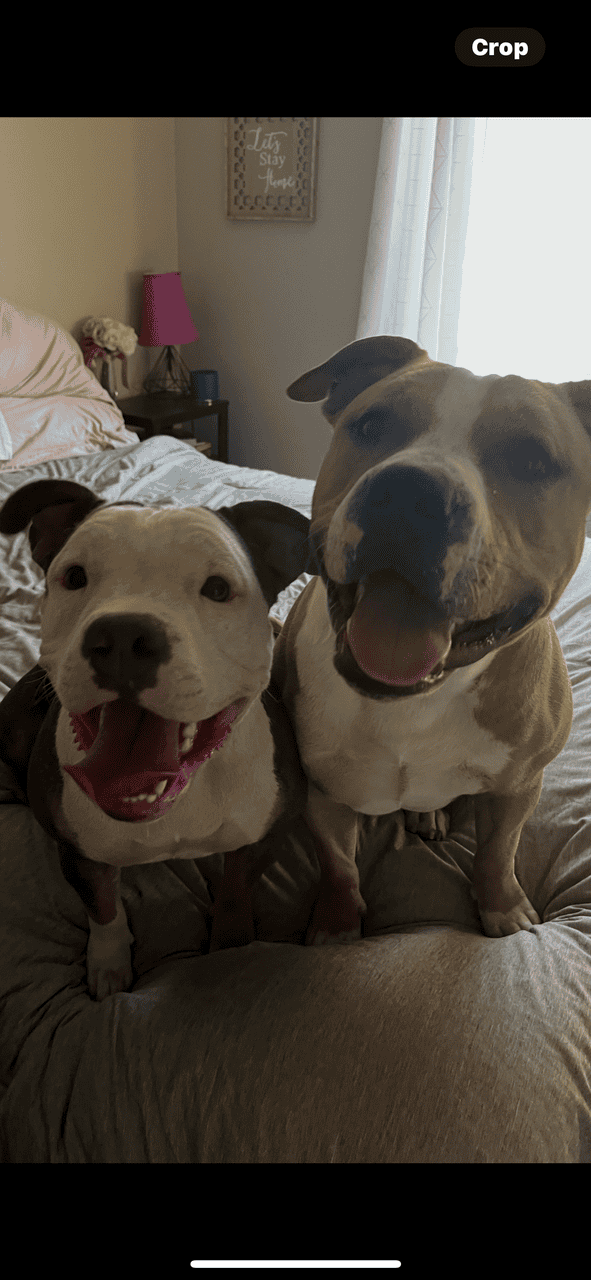 American bully pitbull puppies image 1