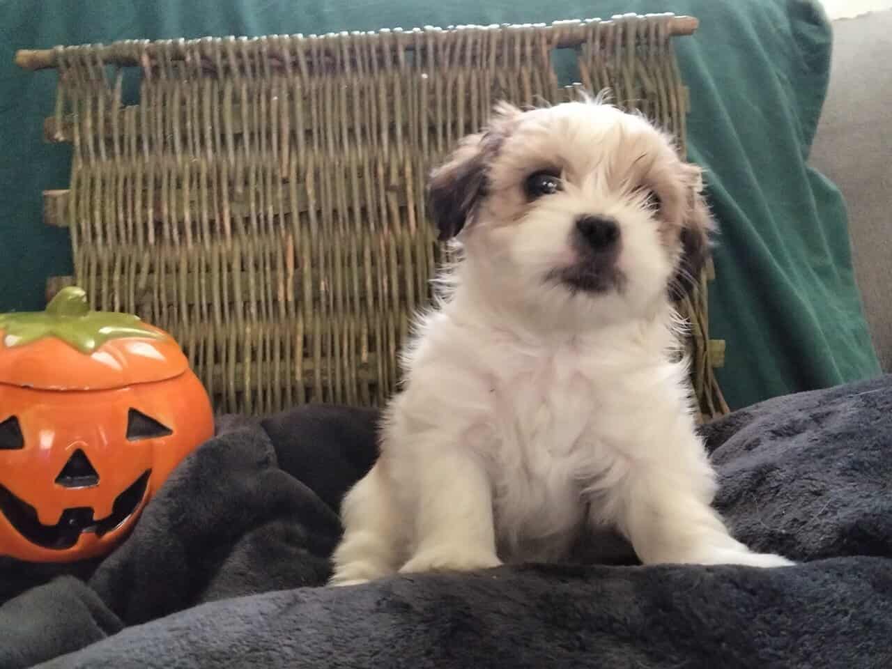 Shih Tzu Puppies image 4