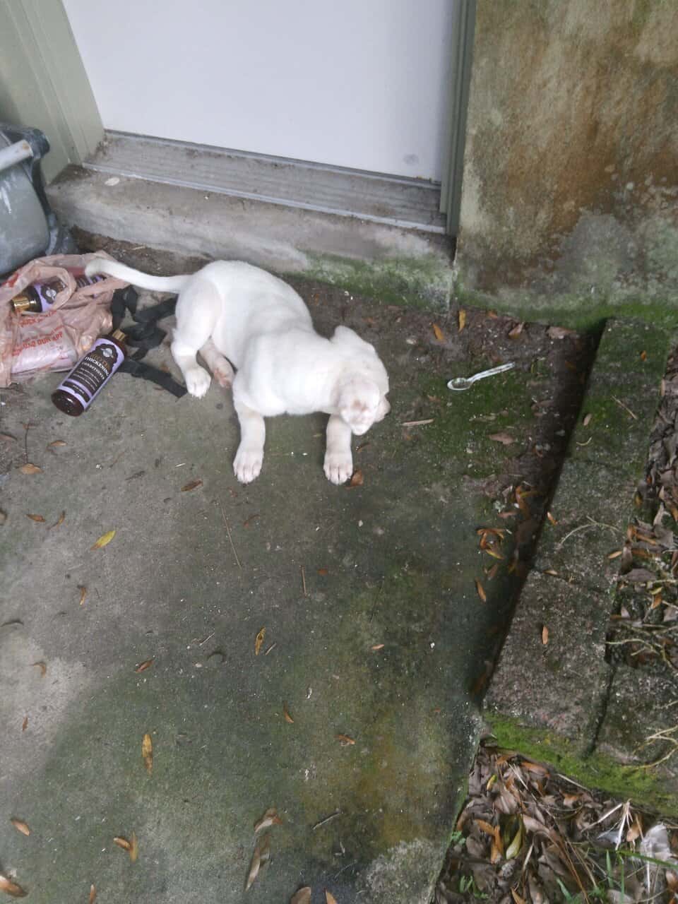 Golden retriever / black lab mix image 4