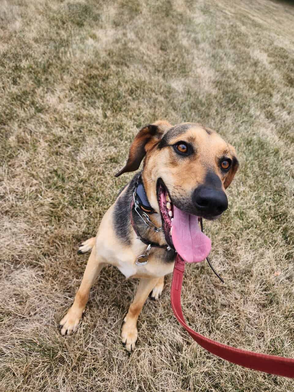 Hello! Kermit the dog here. image 2