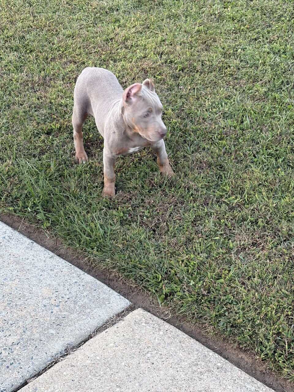 ABKC Lilac Tri Pocket Bully image 3