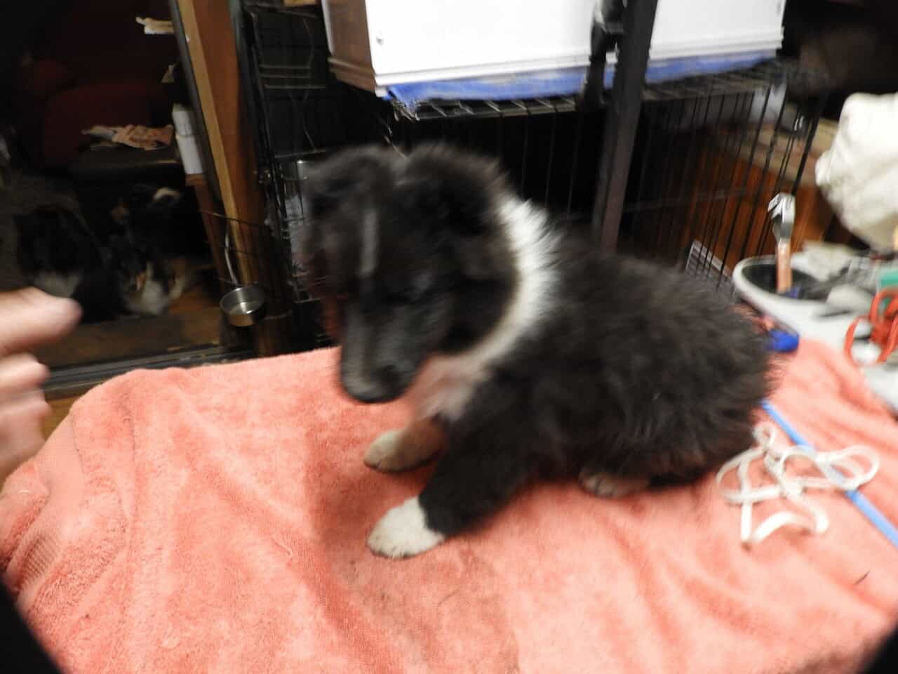 AKC registered Sheltie puppies image 5