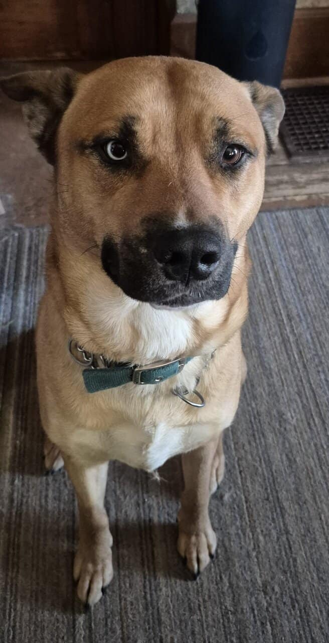 Mars the Pitsky image 3