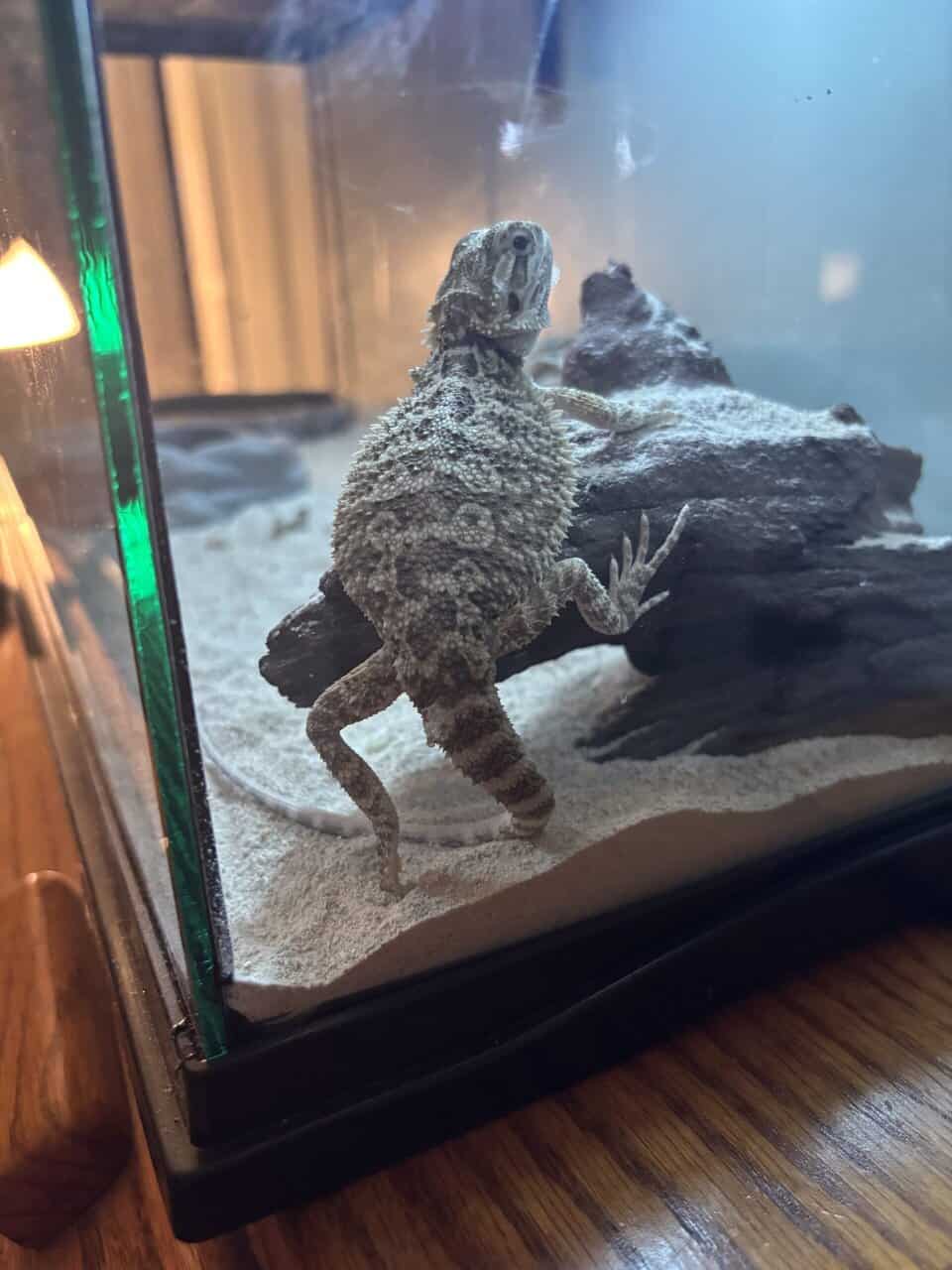 Bearded dragon image 3
