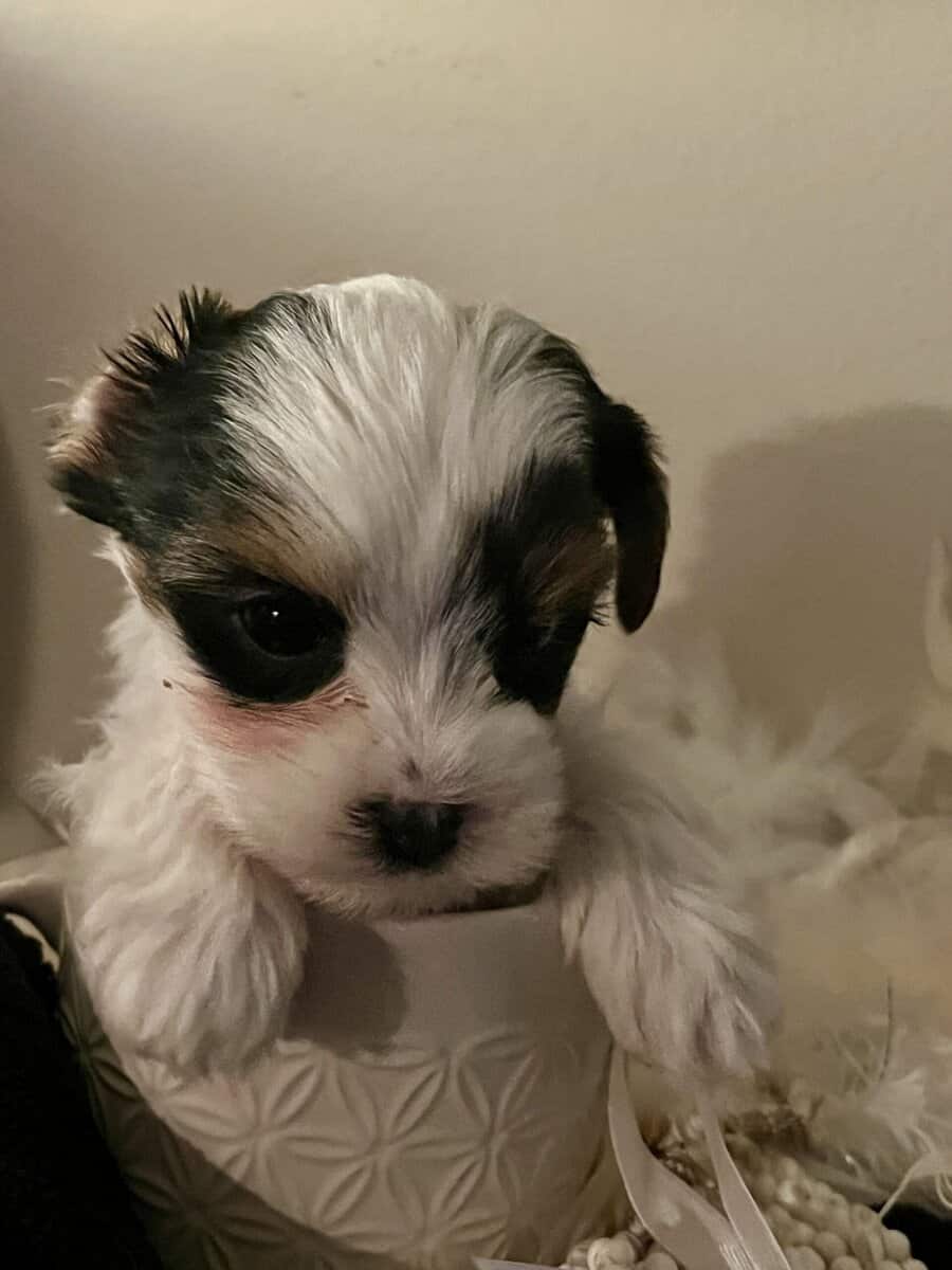 Parti Yorkie pups AKC and APR registered image 3