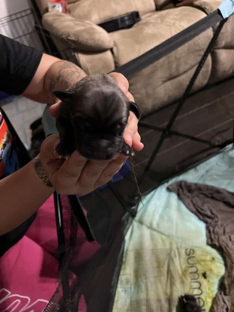 Legacy AKC English Mastiff Puppies—Brindle & Tan image 4