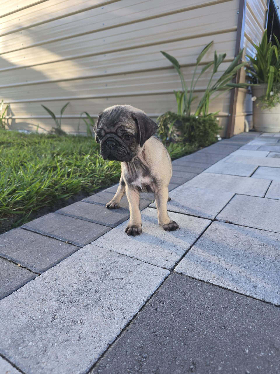 Cute PUG puppies image 7