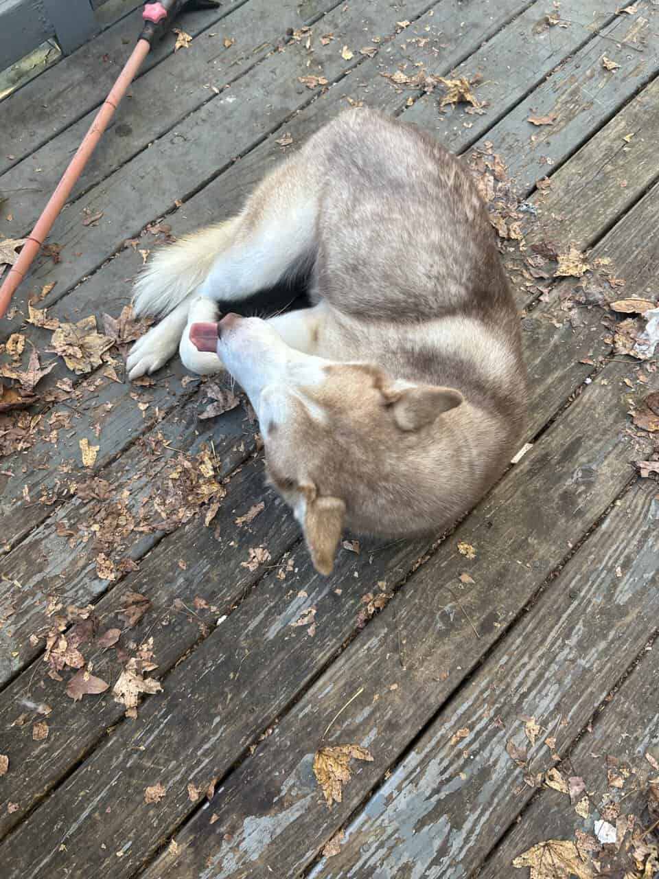 Siberian Husky for sale! image 6