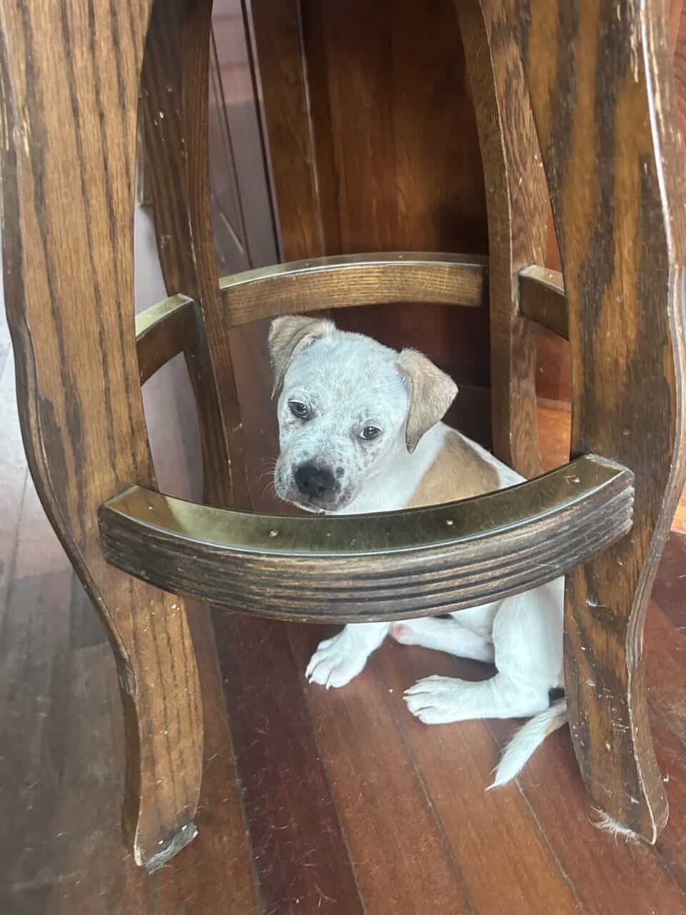 Pocket American Bully Mix Puppies image 17