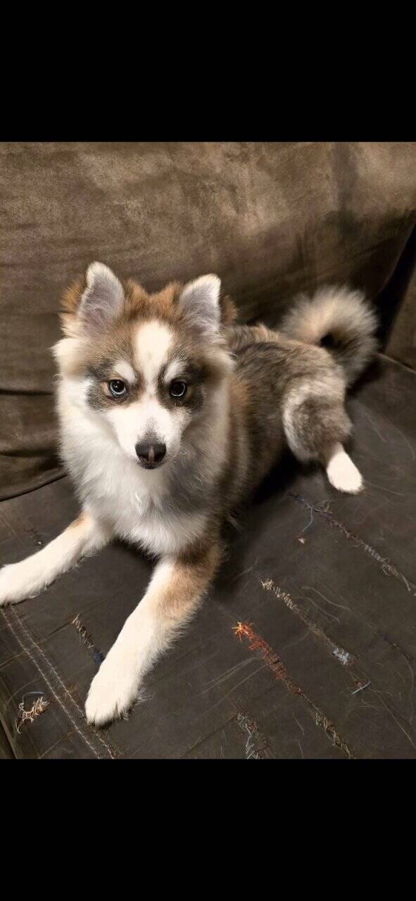 💙 Pomsky Lovers — Rare Opportunity, Unbeatable Pr image 3