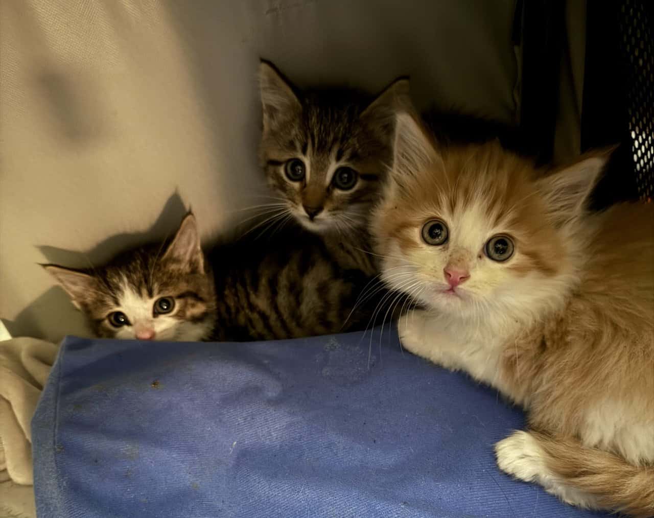 Maine Coon Kitten for sale image 2