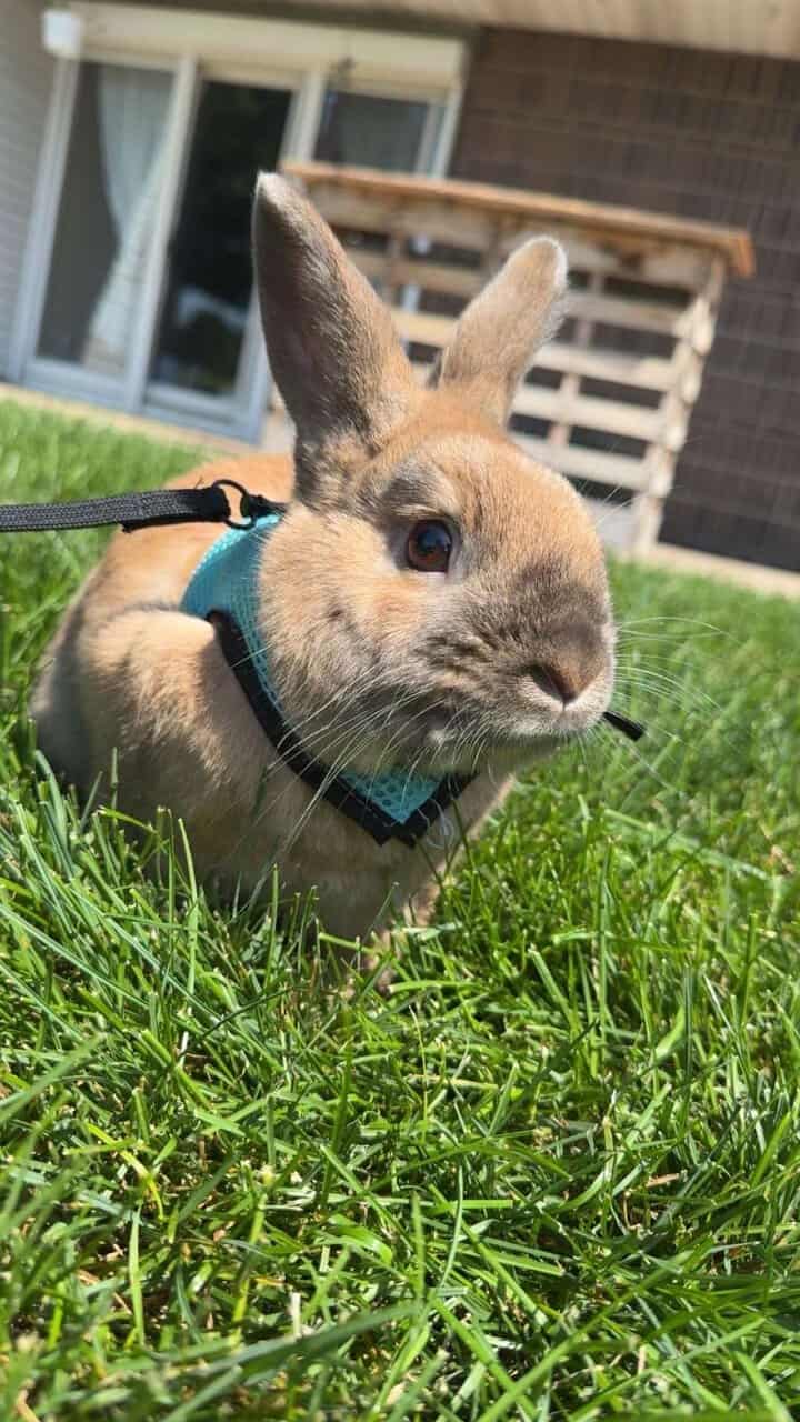 5yr old male bunny image 3