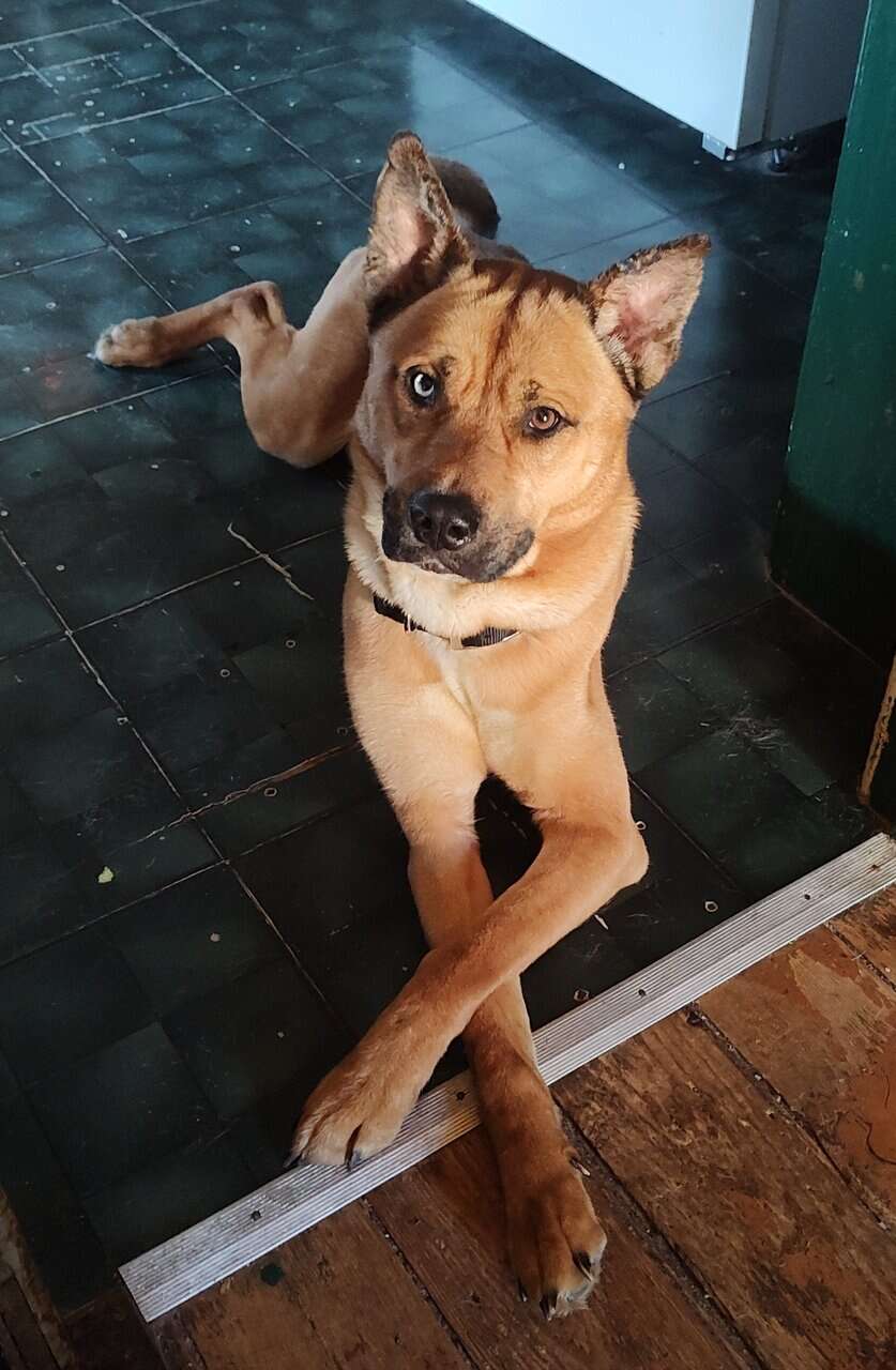 Mars the Pitsky image 4