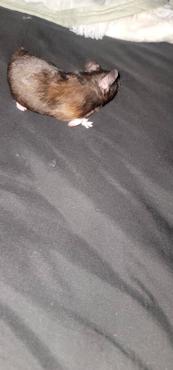 Hamster image 2