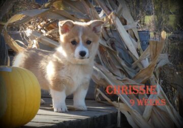 Pembroke Welsh Corgi Puppy – Chrissie