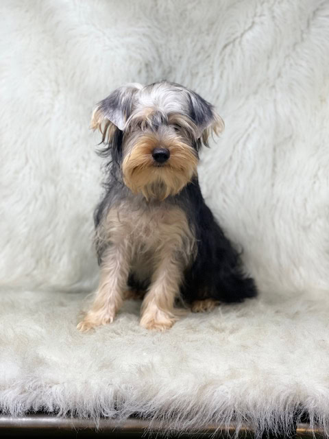 Yorkshire Terrier, male image 2