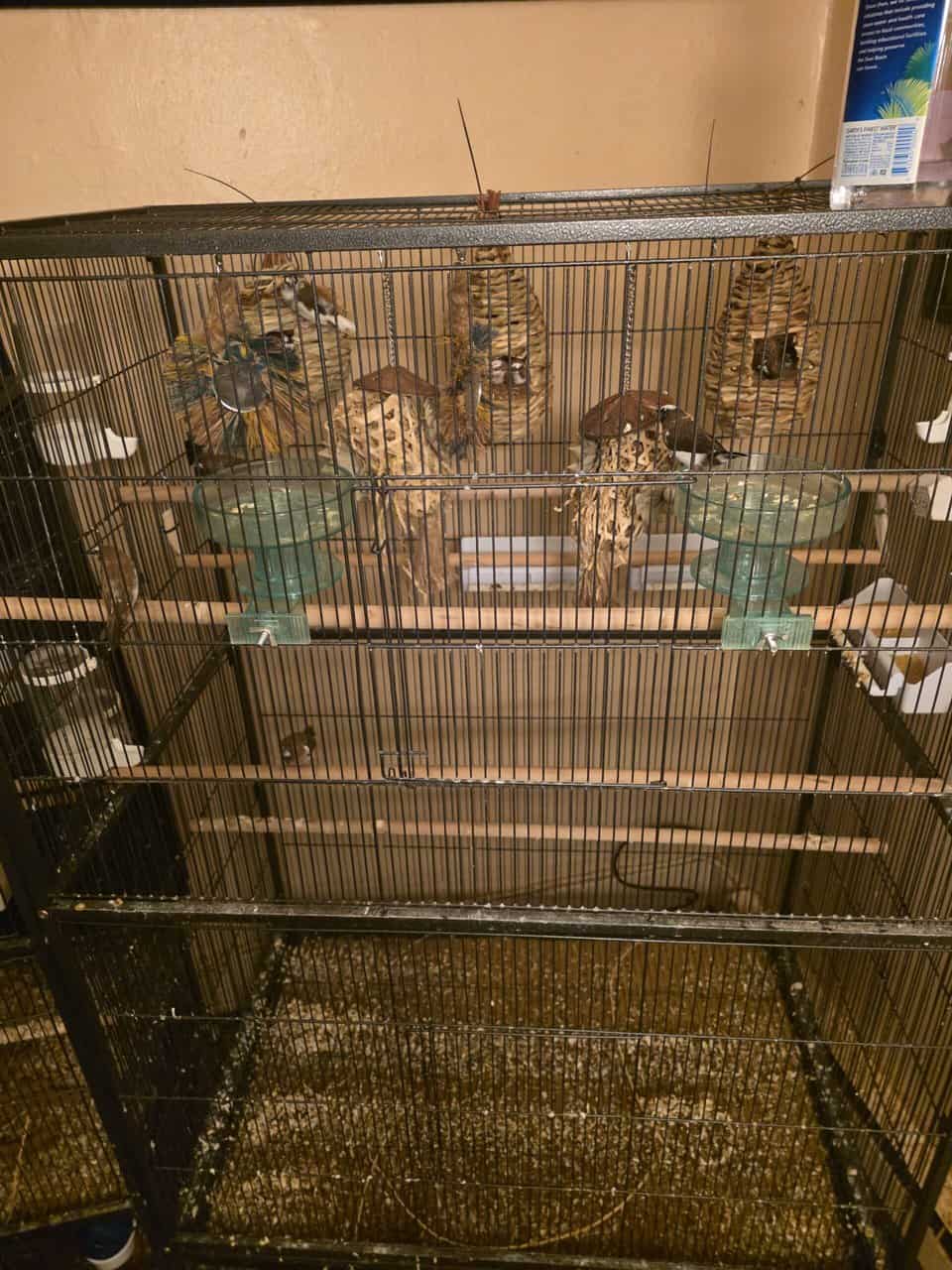 13 hand raised and bred society finches for sale image 1