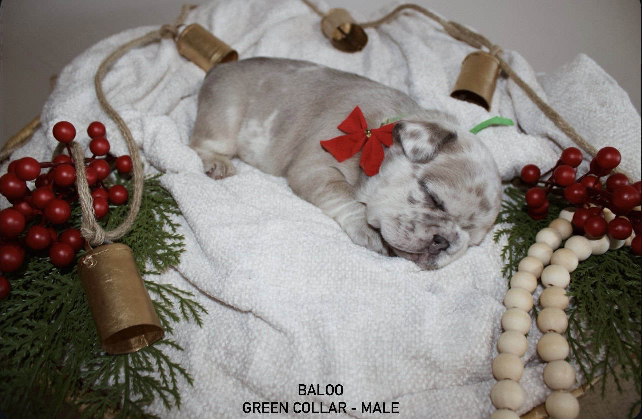 AKC French Bulldog Puppies image 1