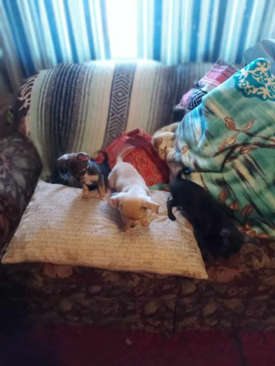 Chihuahua puppies image 3