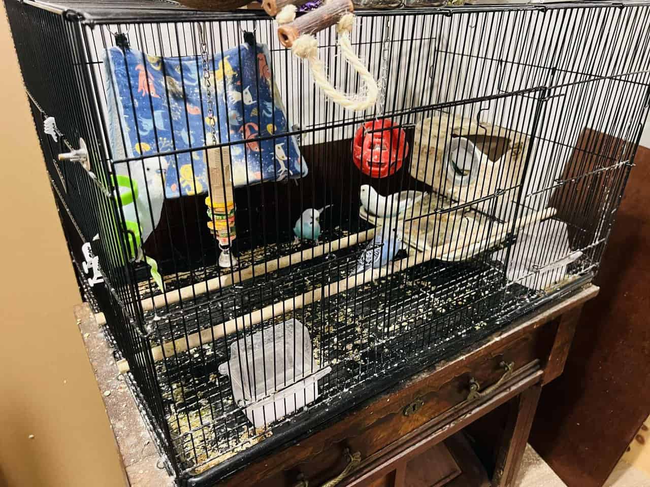 Parakeets & Lovebirds – Myrtle Beach image 3
