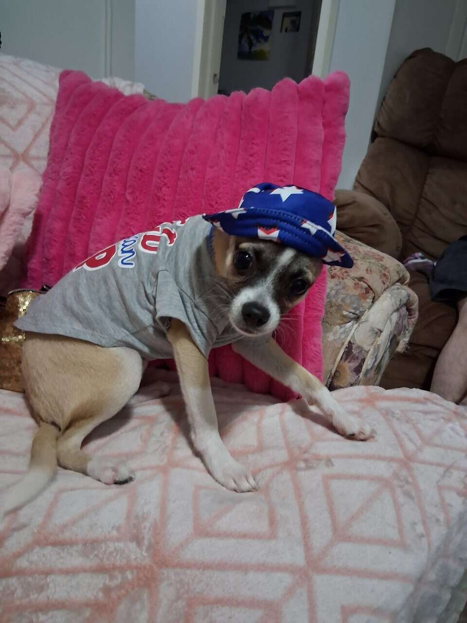 Deerhead Chihuahua 1 yr. Old Male (Boochie) image 10