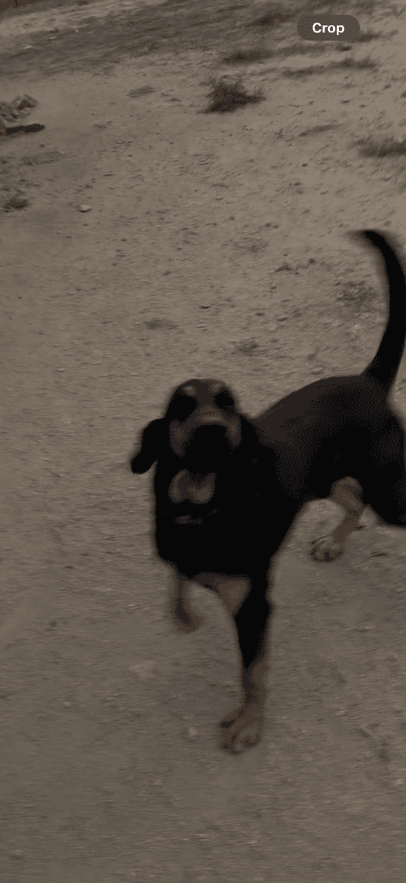 Male Bloodhounds image 9