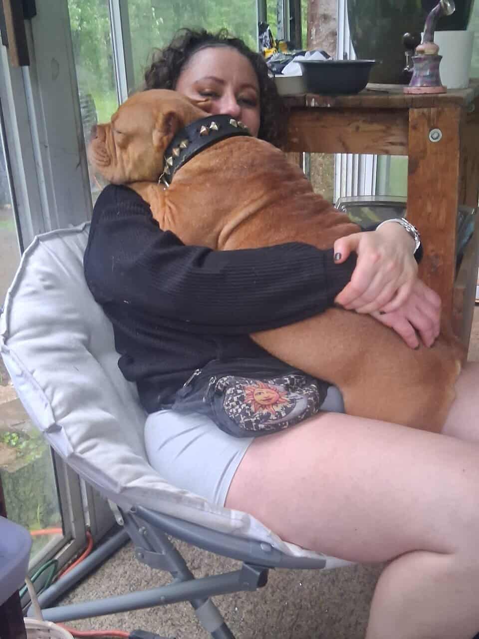 FREE Pocket pitbull female 1yr old image 4