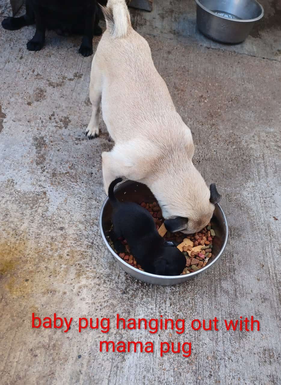 Pug puppies image 16
