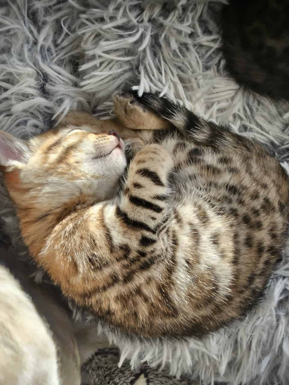 BENGAL KITTENS image 4