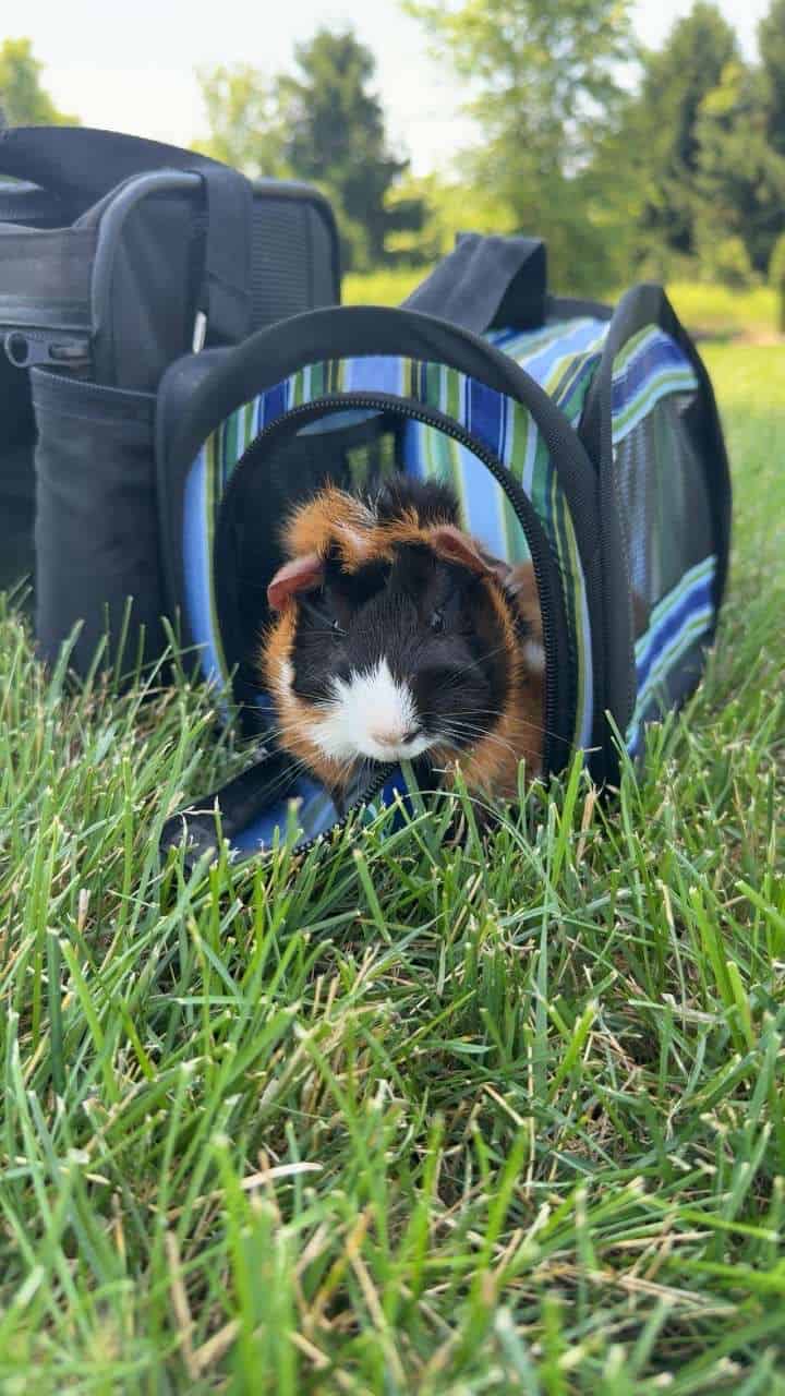 Two male bonded guinea pigs image 2