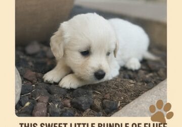 AKC Sweet Female English Cream Golden Retriever