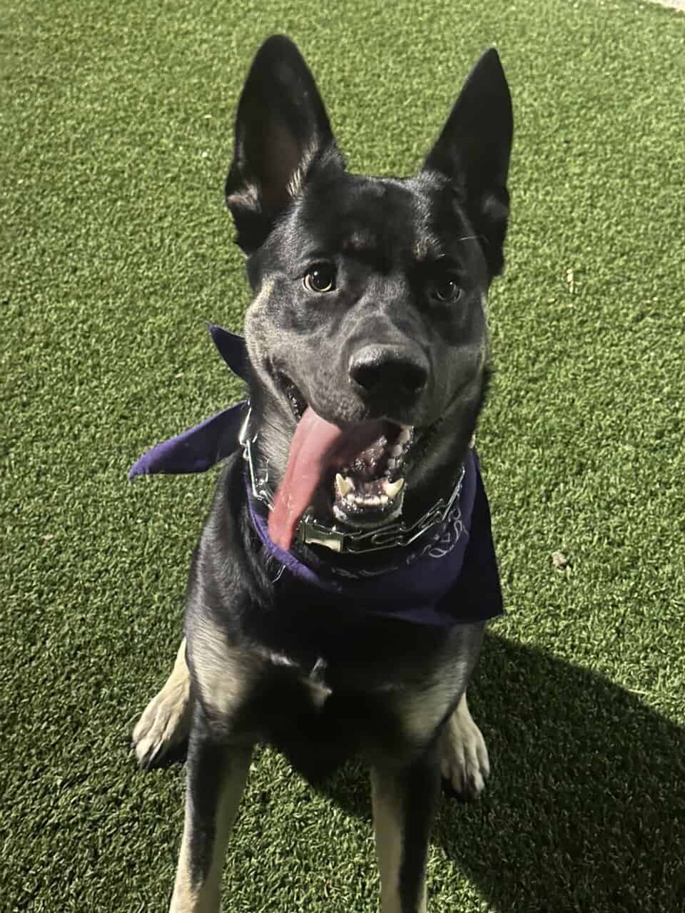 Large Breed Mix needs new Home image 3