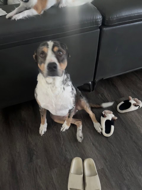 Dog for adoption (free) image 2