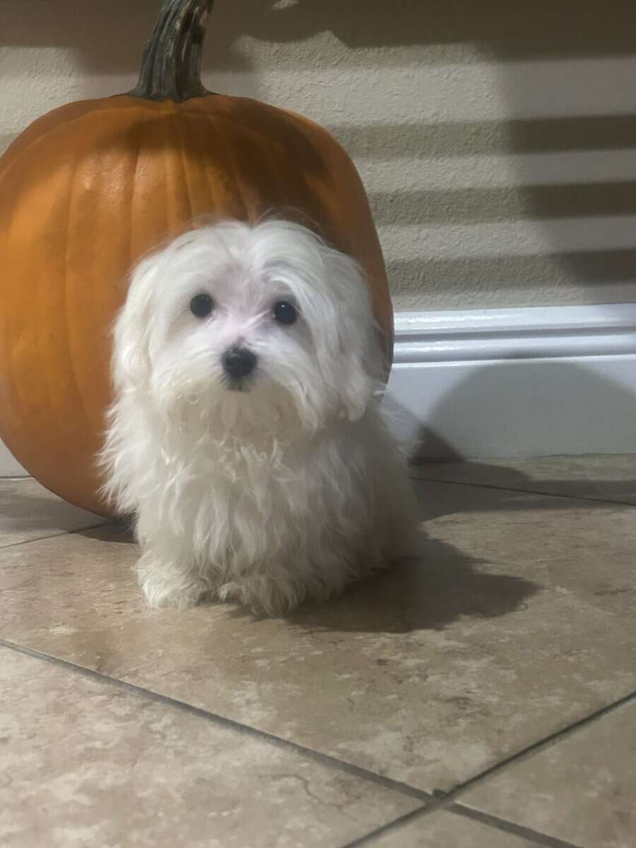 Male ( Maltese Puppy) image 2
