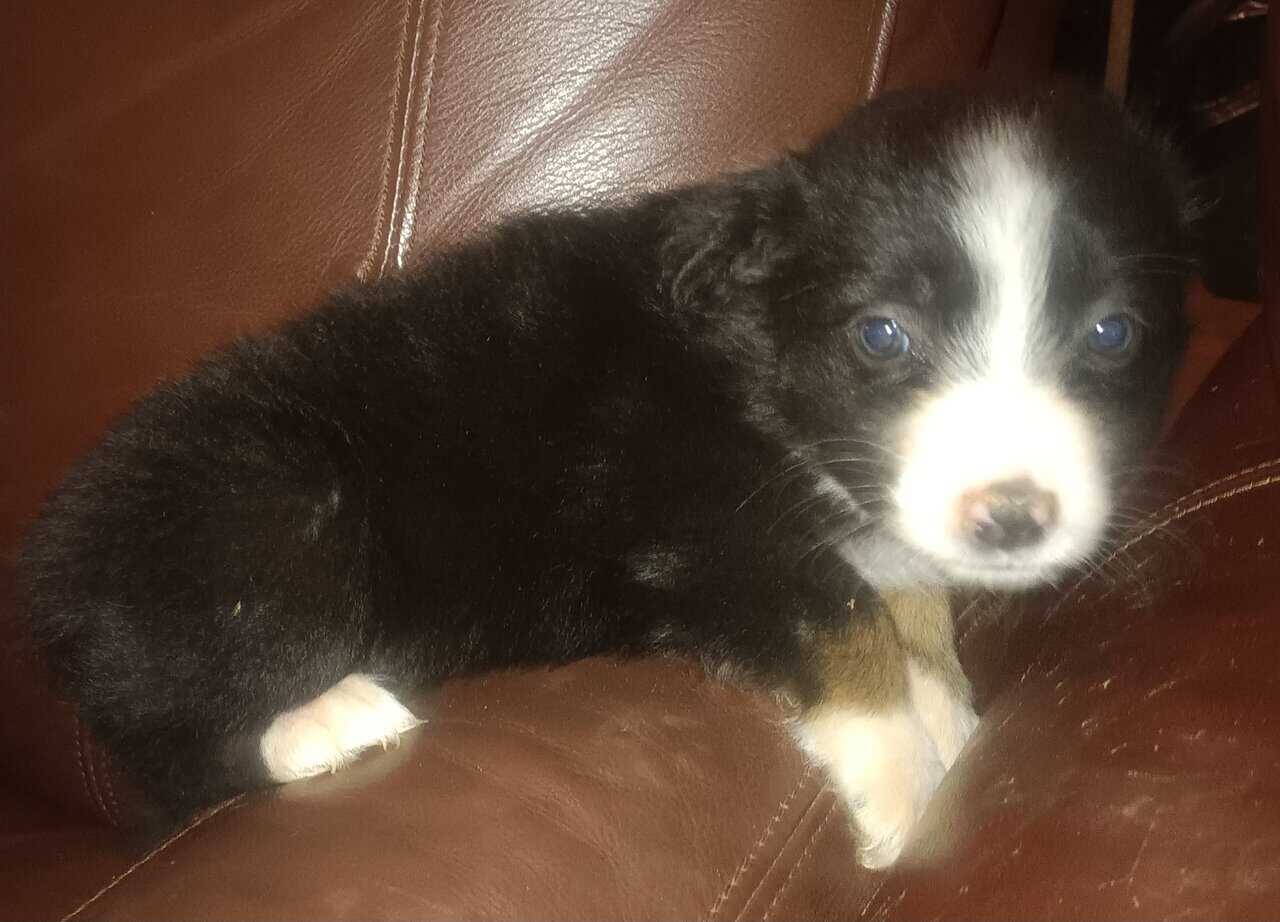 Australian Shepard puppies image 5