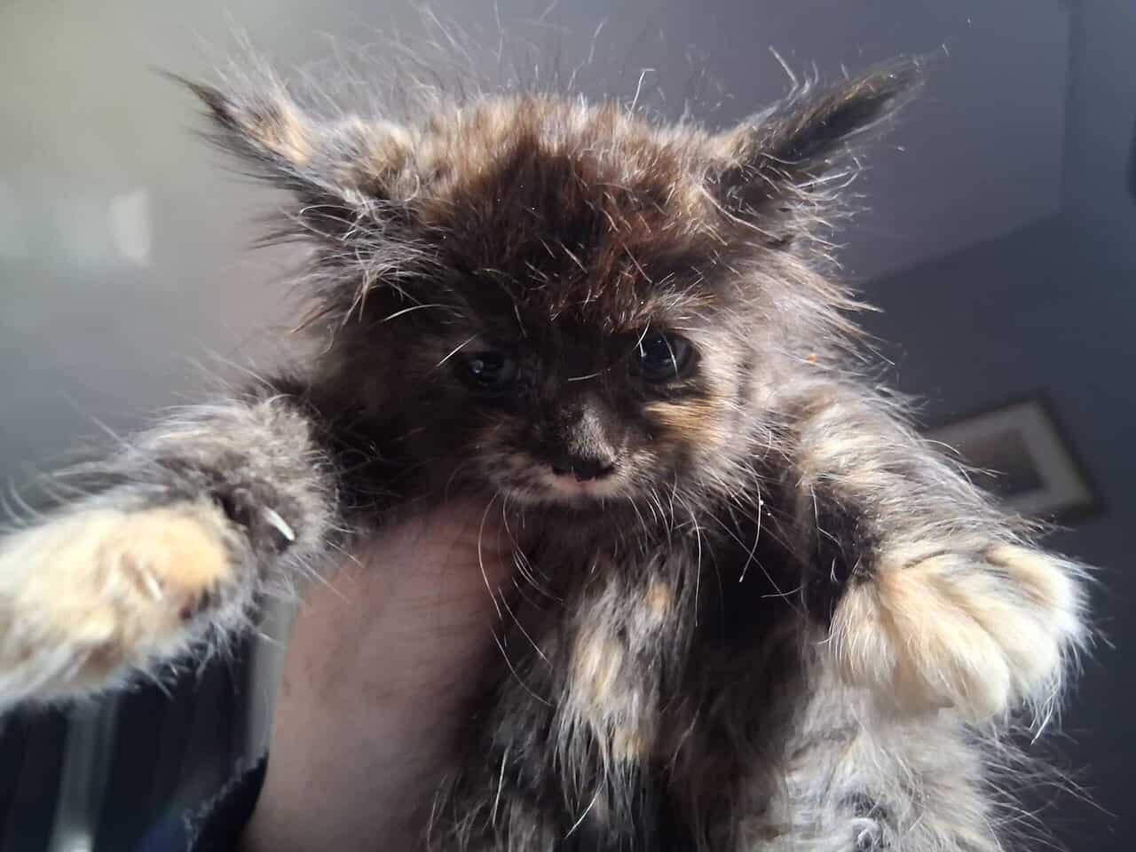 2 maine coon/norwegian forest cat mix kittens 6 wk image 1