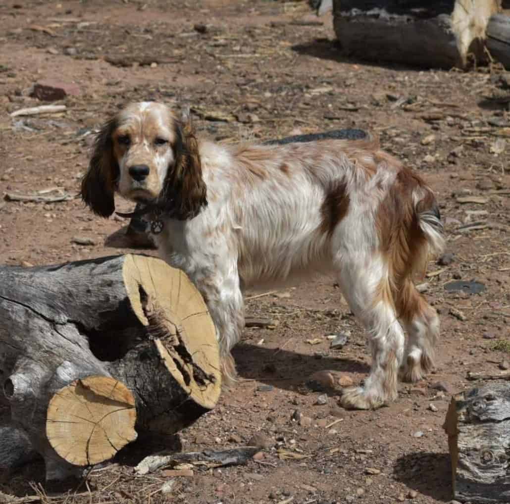 English Springer Spaniels image 16