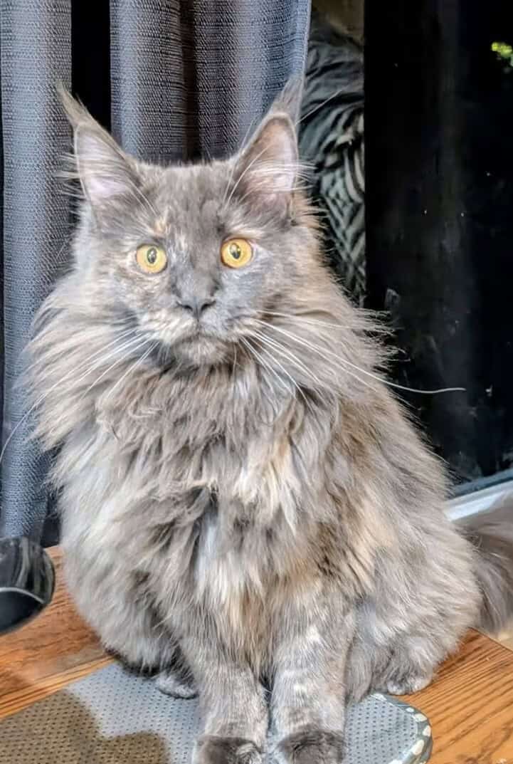 Blue cream Maine coon image 1
