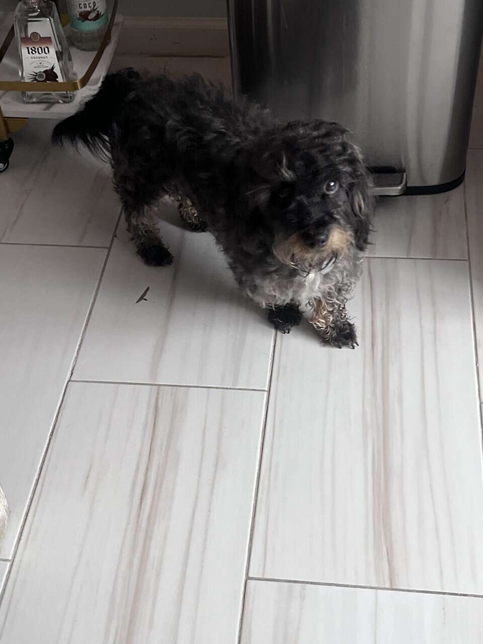 Looking to re home this little guy image 2