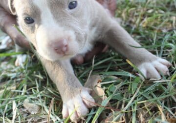 Pitbull Puppies